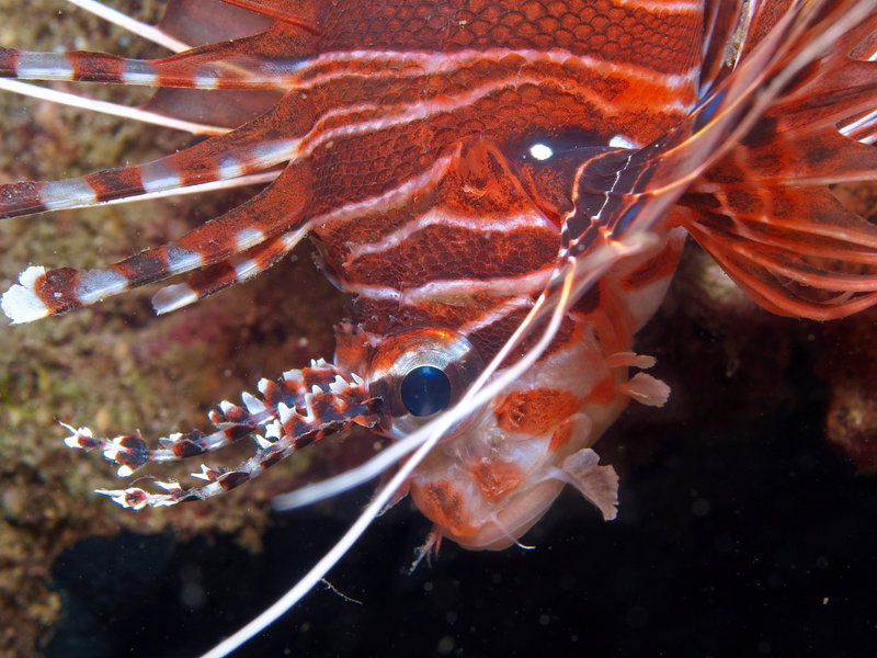 Lion Fish, Nudibranch City